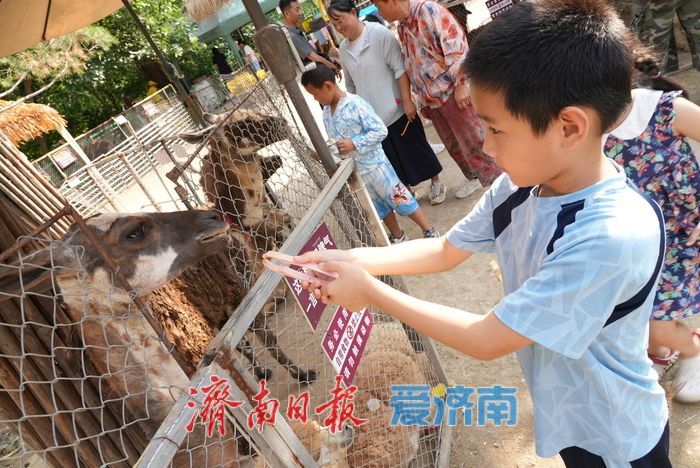 一年四季 泉在济南｜济南动物园暑期人气旺，亲子游成主流
