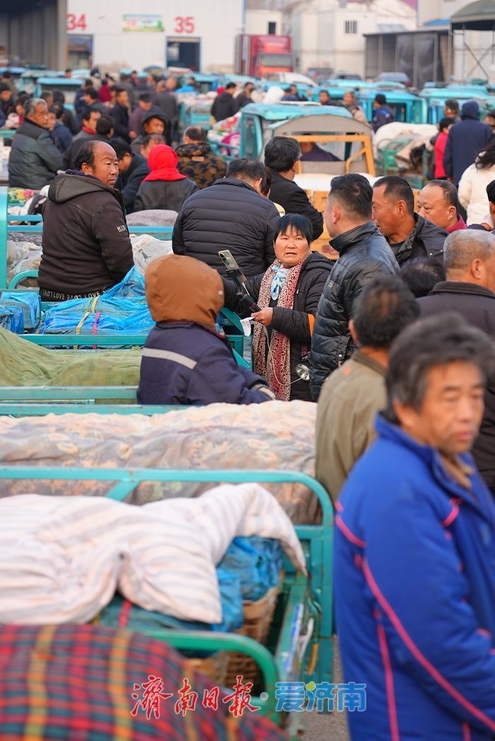 晨光下的车水马龙：黄瓜批发市场开市忙