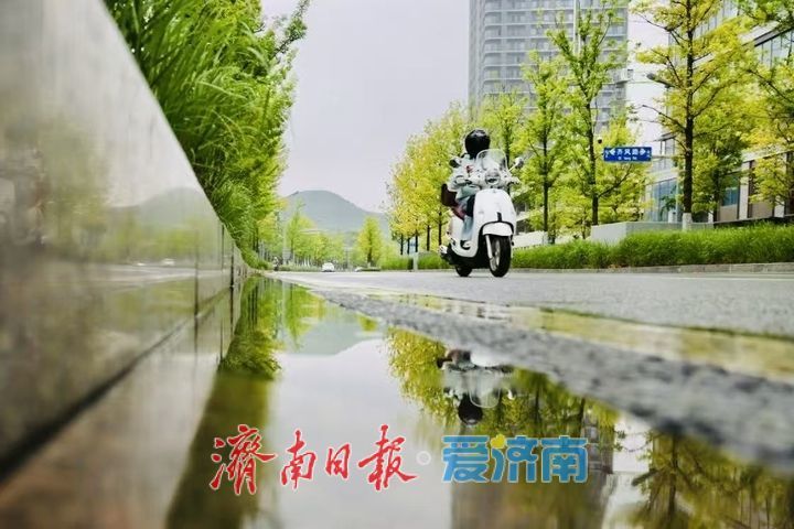 一年四季 泉在济南｜雨润娜塔栎 城市街头尽显绿意风情