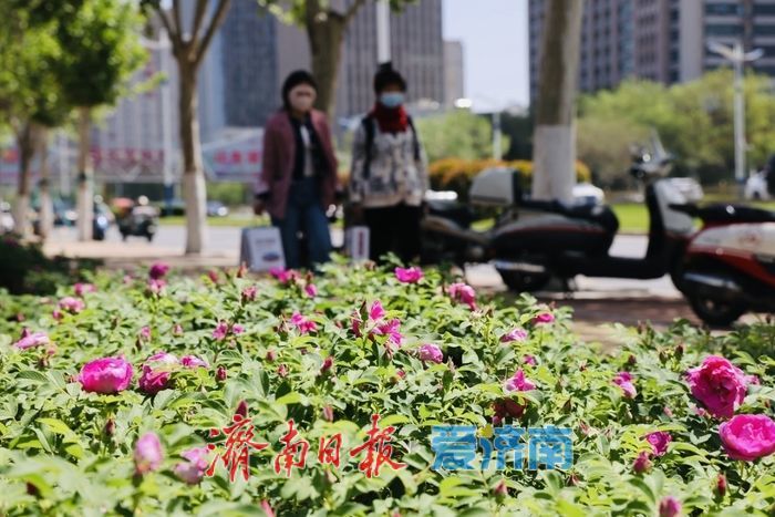 一年四季 泉在济南丨春雨润泉城 首批玫瑰绽放添浪漫