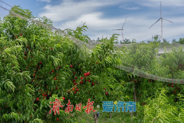 硕果盈枝果香浓！芒果油桃抢先上市助农增收