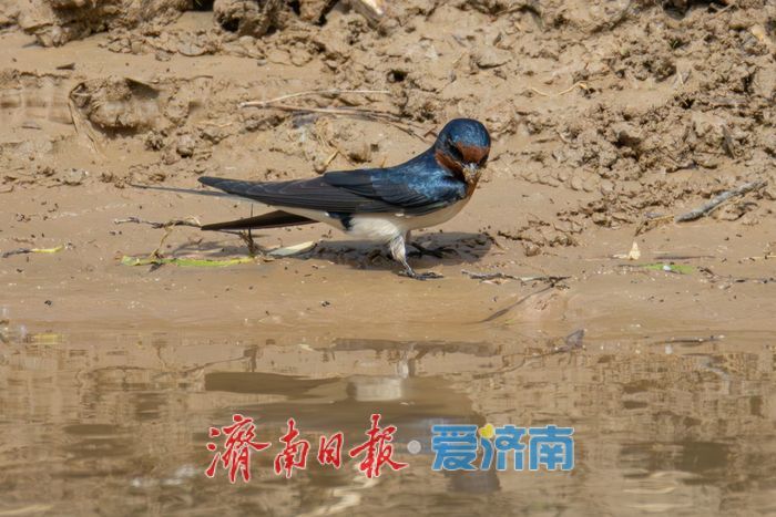 观鸟志愿行遇惊喜，珍稀鸟类棉凫现身华山湖