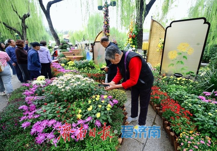 泉畔秋色菊香可待，济南市第47届趵突泉金秋菊展正式启幕