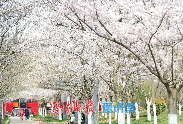 一年四季 泉在济南丨繁花似雪，“樱”你而美