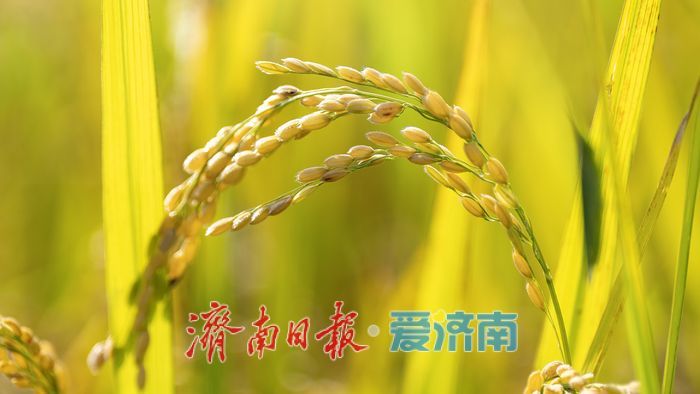 稻熟时节，邂逅乡村生态之美