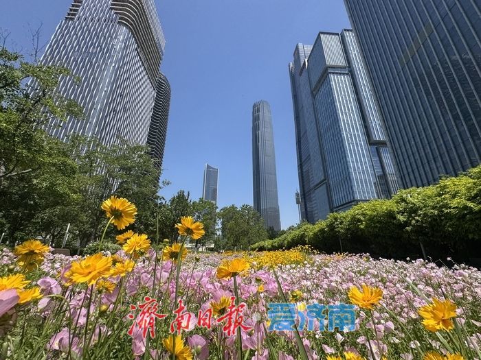 济南CBD绸带公园夏日花海绽放 现代都市邂逅自然诗意