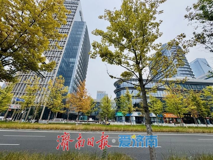 一年四季 泉在济南丨娜塔栎换装扮靓CBD 绘就泉城秋日画卷
