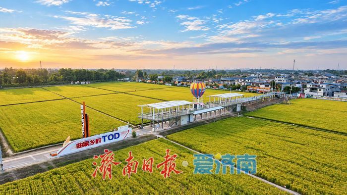轨交通田园，稻浪作课堂 曲家乡村TOD金秋研学正当时