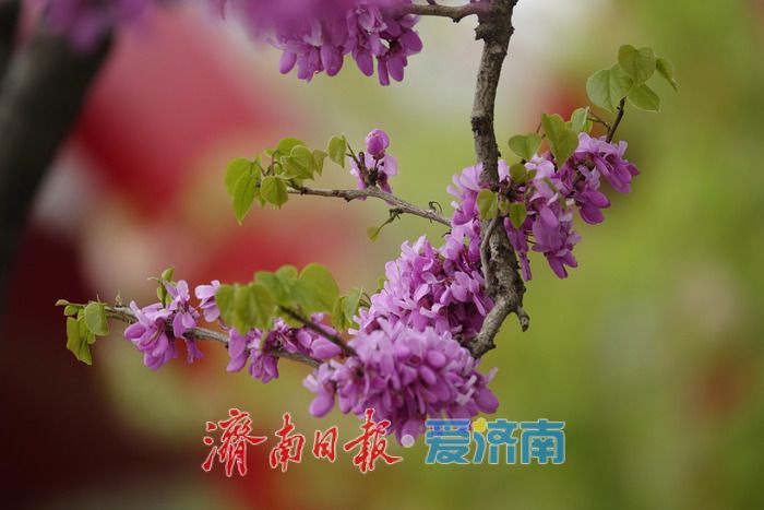 济南护城河畔紫荆花盛开 解锁春日限定美景