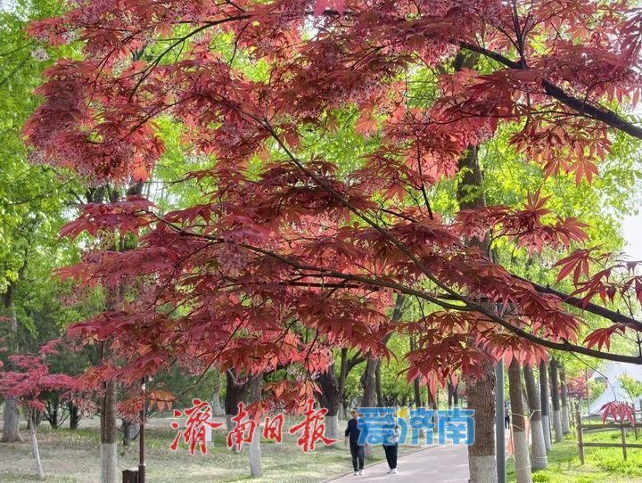济西湿地春和景明 市民乐享自然野趣