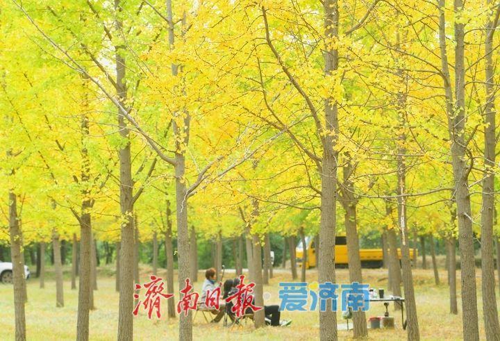 一年四季 泉在济南丨低温来袭“含金量”渐高，济南黄河畔“银杏长廊”将迎来最佳观赏期