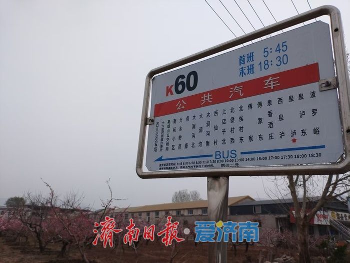 开往春天的巴士！济南公交60路邀您共赴“桃花之约”