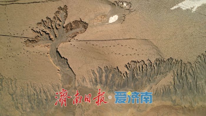 一年四季 泉在济南丨黄河济南段现壮美“潮汐树”自然奇观