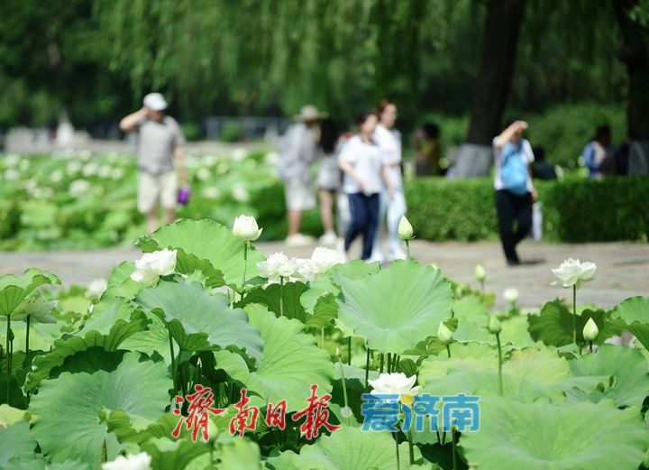 一年四季 泉在济南｜“荷”其有幸“香”约泉城，大明湖第一波荷花已绽放