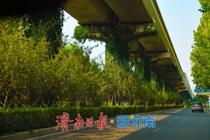 翠蔓缠桥墩 济南地铁1号线织就城市空中绿廊