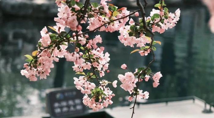 攻略速存→济南春日赏花地图更新！桃花樱花梨花花期来了