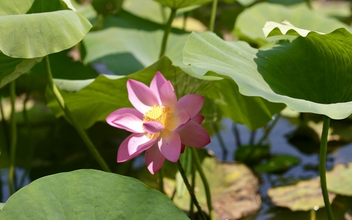 济南：绿柳迎风 红荷出水