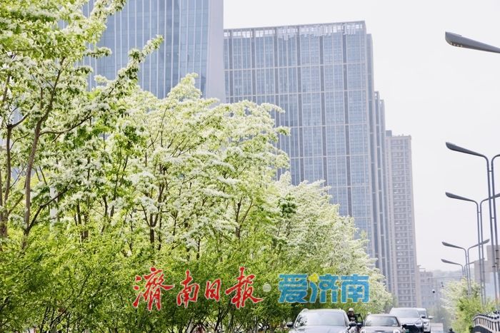 济南绸带公园流苏盛放 泉城CBD添春日浪漫