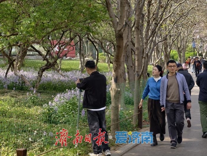 一年四季 泉在济南丨春日限定！百花公园二月兰盛放