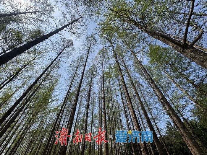 一年四季 泉在济南丨泉城公园水杉吐新绿 林间尽显春日氛围感
