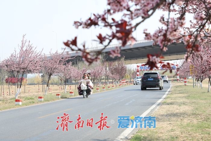 李棠织锦黄河畔 花漾绘就千里春