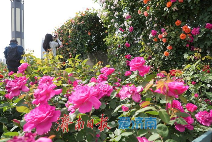 五彩月季烂漫绽放，泉城广场成梦幻花海