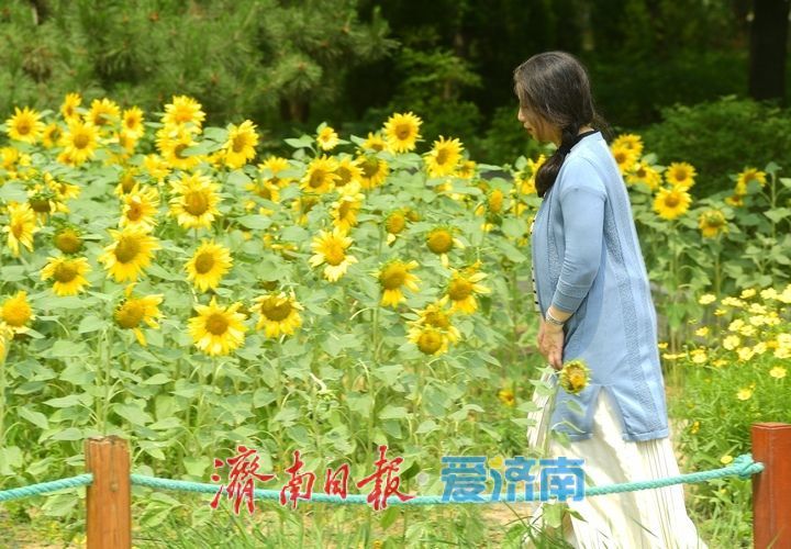 一年四季 泉在济南｜向日葵花海向阳而生 活力四射满目诗画