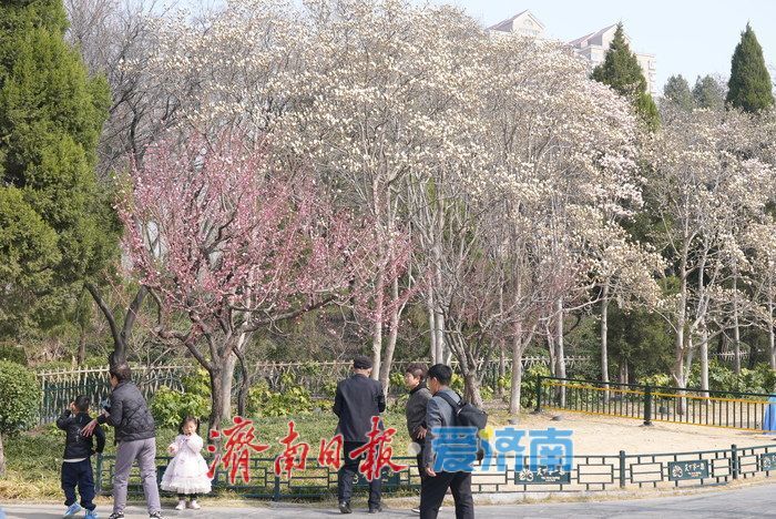 济南大明湖畔玉兰花红梅竞放 春日盛景引游客打卡