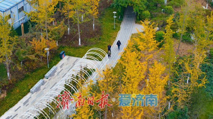 秋风执笔，银杏鎏金：济南腊山河公园秋日氛围感拉满