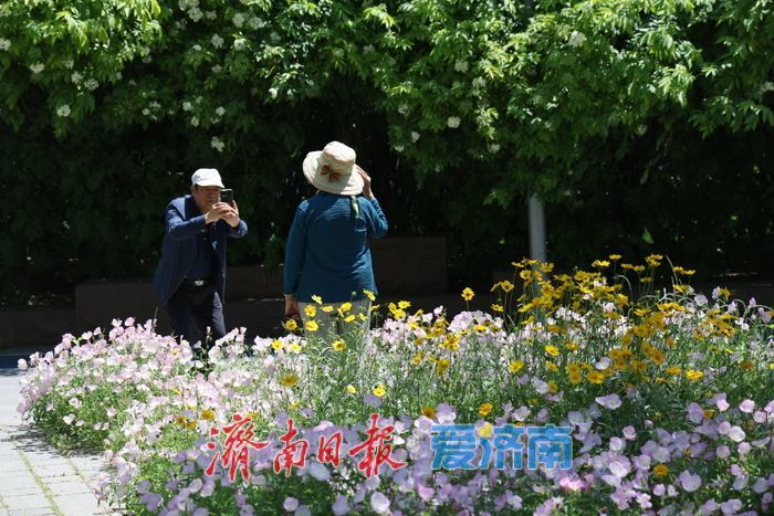 济南CBD绸带公园夏日花海绽放 现代都市邂逅自然诗意
