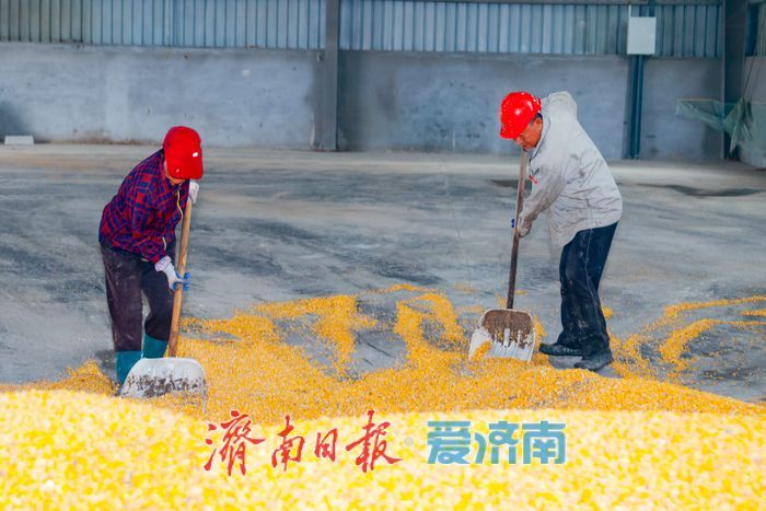 辐射7.5万亩，日烘1800吨：山东粮食烘干“旗舰”已就位，迎战阴雨天气