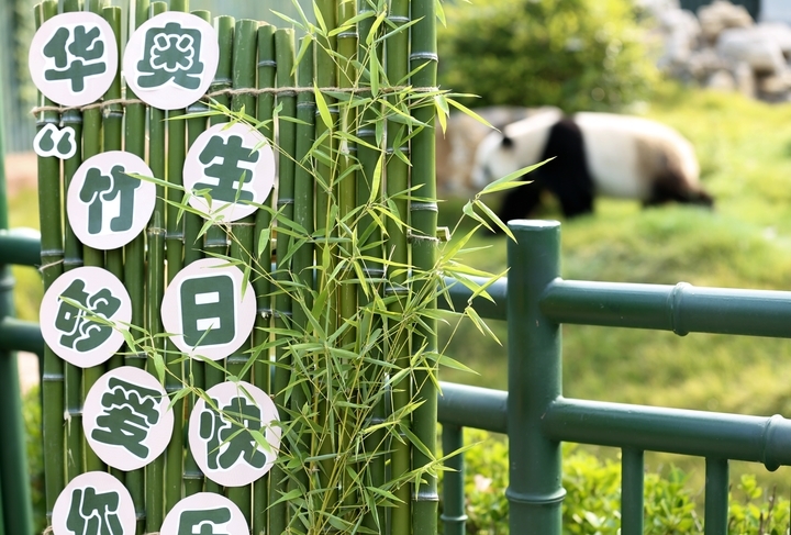 国宝生日会 众人送祝福！济南动物园大熊猫“华奥”17岁啦！