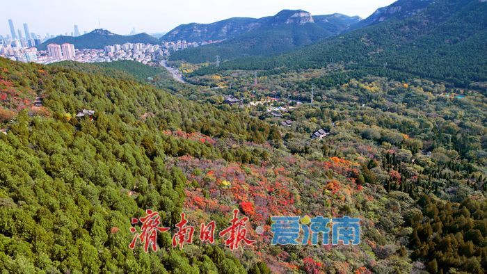 秋色入画层林尽染！千佛山红叶迎来最佳观赏期
