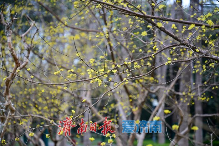 一年四季 泉在济南丨花圃公园山茱萸悄然绽放 早春画卷徐徐展开