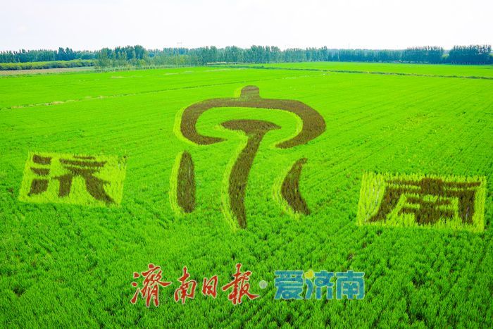 一年四季 泉在济南丨苌家庄稻田画扮靓泉城初秋画卷