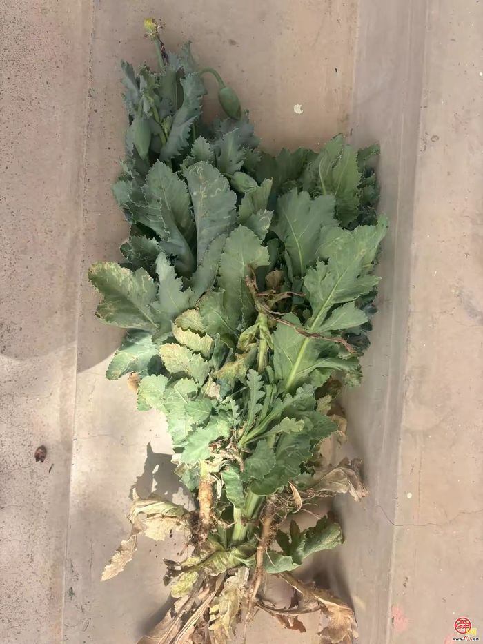 网格织密“禁毒网”，普集铲毒护平安