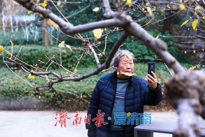 一年四季 泉在济南丨泉畔暗香浮动 济南小东湖蜡梅迎初开
