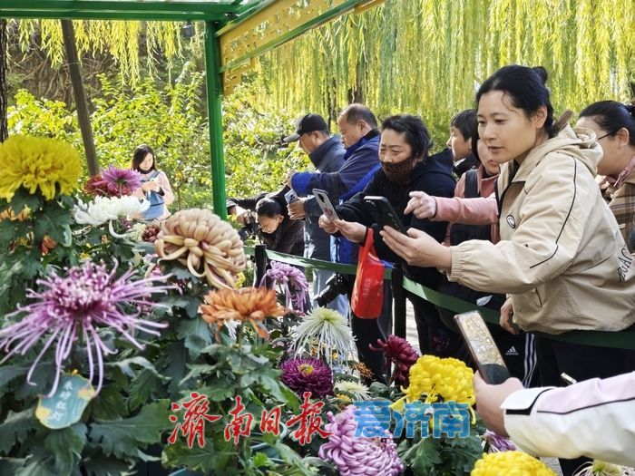 一年四季 泉在济南丨趵突泉金秋菊展进入最佳观赏期 “一菊连三园”共绘泉城初冬胜景
