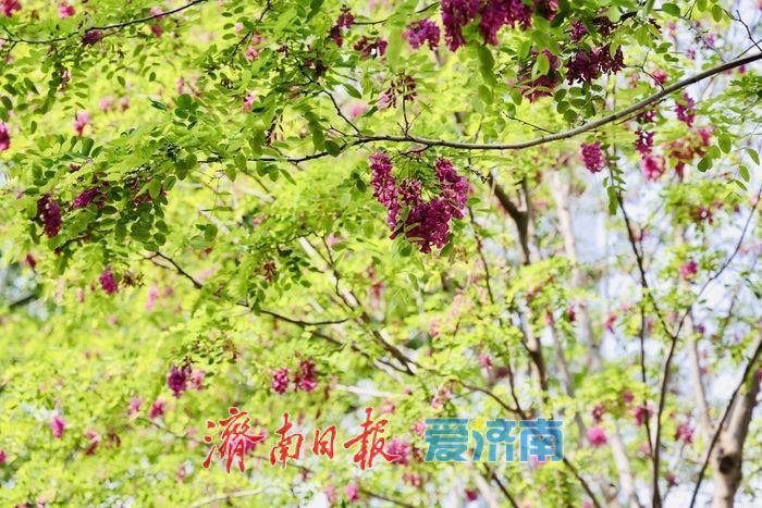 一年四季 泉在济南丨济南CBD槐花盛放 紫韵飘香绘就都市春景