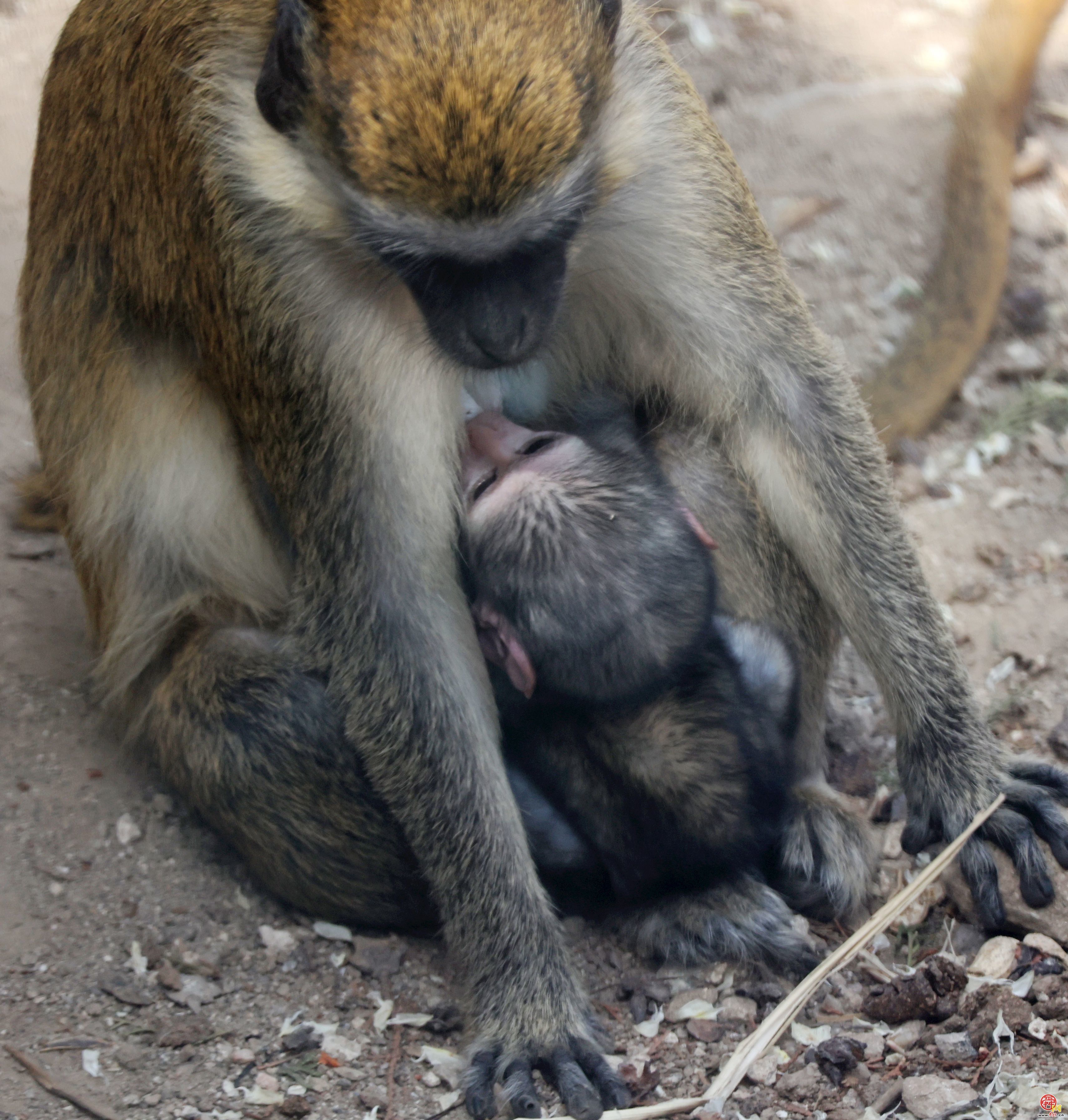 济南动物园｜五一解锁zoowalk新玩法：蹲守孔雀开屏 偶遇熊猫躺平