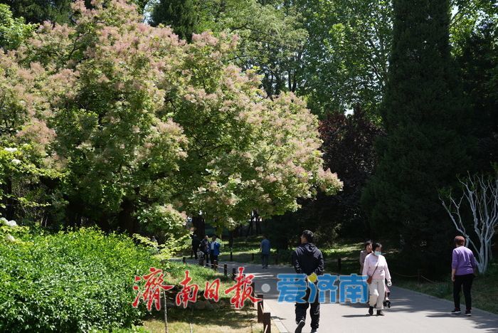 “粉黛”染春色，黄栌醉泉城