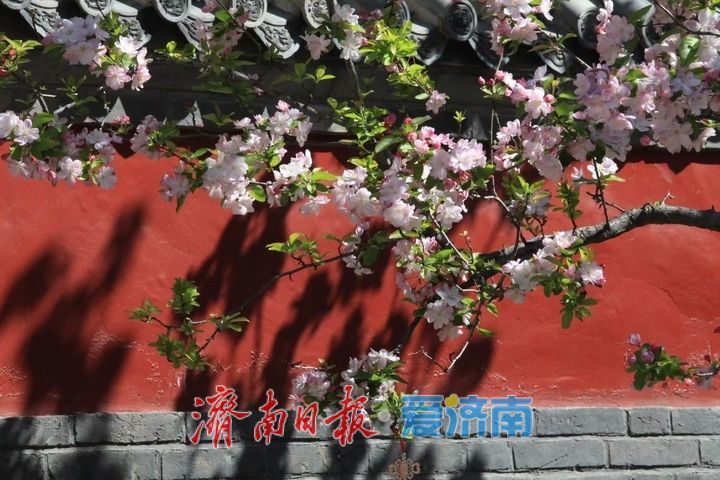 抓住假期的尾巴！济南这波春日快乐，今天必须赶上！