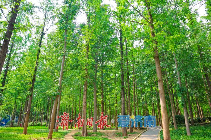 绿意铺就清凉秘境 泉城公园水杉林解锁初夏惬意时光