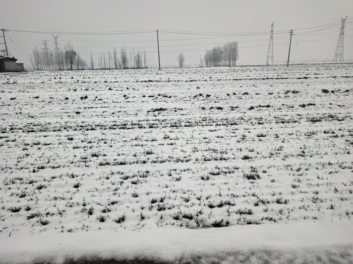 及时雨雪送来小麦“壮苗药” 农业专家支招春季田间管理