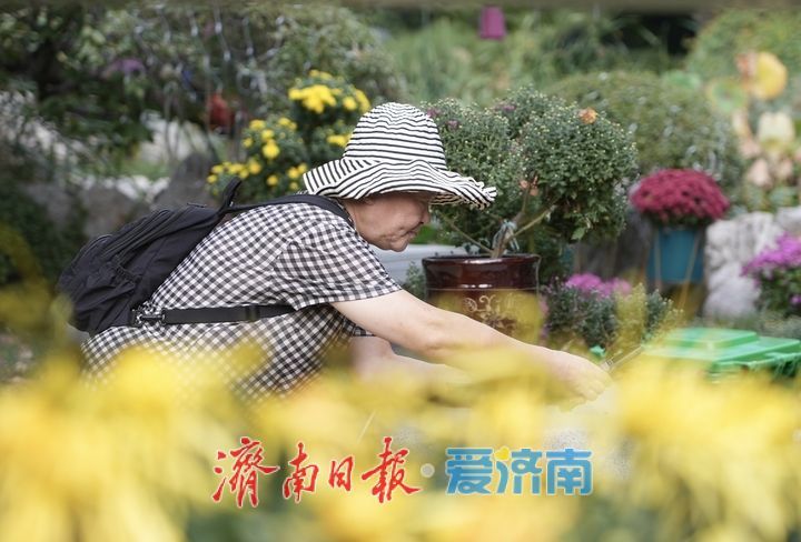 探营大明湖金秋菊展：明日正式开展