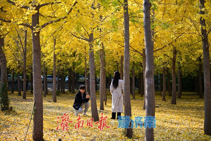 一年四季 泉在济南丨金叶翩跹母亲河 百亩银杏绘就生态画卷