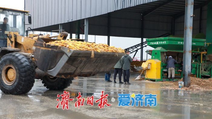 济南打了一场漂亮的秋收“保卫战”