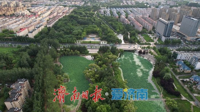 一年四季 泉在济南丨雨后莲河公园绿意盎然如城市 “绿肺”