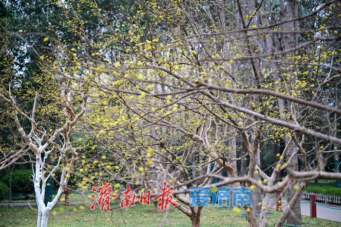 一年四季 泉在济南丨花圃公园山茱萸悄然绽放 早春画卷徐徐展开