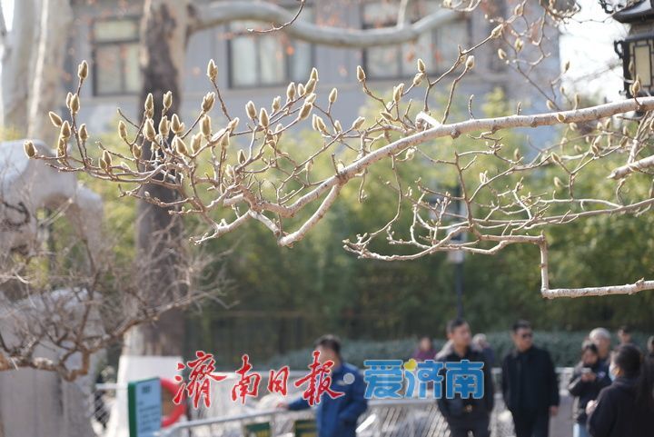 白雪楼前玉兰花含苞待放